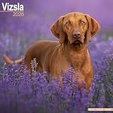 Vizsla 2026 Calendar | Square Wall Calendar | Dog Breed Gift | Plastic Free Packaging | by Avonside Publishing