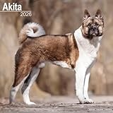 Akita 2026 Calendar | Square Wall Calendar | Dog Breed Gift | Plastic Free Packaging | by Avonside Publishing
