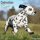 Dalmatian Puppies 2026 Calendar | Square Wall Calendar | Dog Breed Gift | Plastic Free Packaging | by Avonside Publishing