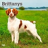 Brittanys | 2026 12 x 24 Inch (Hanging) Monthly Square Wall Calendar | Plastic-Free | BrownTrout | Animals Dog Breeds