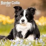 Border Collie calendar thumbnail