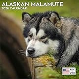 2026 Alaskan Malamute Calendar - Dog Breed Wall Calendar - 12 x 24 Open - Thick No-Bleed Paper - 14 Month Planner Calendar Organizing & Planning