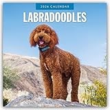 Labradoodles 2026 Square Wall Calendar