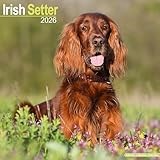Irish Setter 2026 Calendar | Square Wall Calendar | Dog Breed Gift | Plastic Free Packaging | by Avonside Publishing