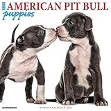 American Pit Bull Terrier Puppies 2026 12 X 12 Wall Calendar