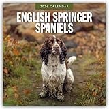 English Springer Spaniels 2026 Square Wall Calendar