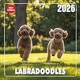 Labradoodles Calendar 2026: Monthly moments of fluffy energy and heartwarming fun
