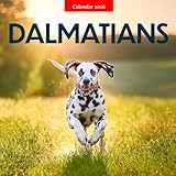 Dalmatian 2026 Calendar: Spotted Elegance and Playful Charm