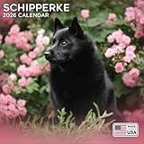 Schipperke calendar thumbnail