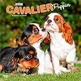 Cavalier King Charles Spaniel calendar thumbnail