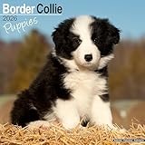 Border Collie Puppies 2026 Calendar | Square Wall Calendar | Dog Breed Gift | Plastic Free Packaging | by Avonside Publishing