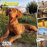 Vizslas 2026 Calendar: Energetic Hungarian pointers in action and in rest
