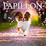 Papillon calendar thumbnail