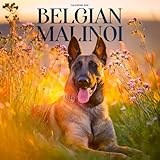 Belgian Malinois Dog 2026 Calendar: Loyal Guardians and Fearless Companions