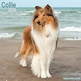 Collie calendar thumbnail