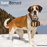 Saint Bernard 2026 Calendar | Square Wall Calendar | Dog Breed Gift | Plastic Free Packaging | by Avonside Publishing