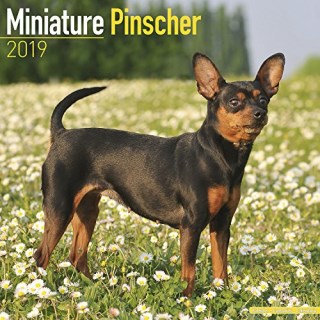 Search for Miniature Pinscher Puppies and Dogs near you