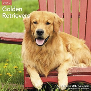 golden retriever puppies illinois free golden retriever breeders in illinois freedoglistings golden retriever puppies illinois free golden retriever breeders in illinois freedoglistings
