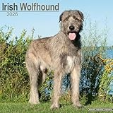 Irish Wolfhound 2026 Calendar | Square Wall Calendar | Dog Breed Gift | Plastic Free Packaging | by Avonside Publishing