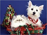 West Highland White Terrier thumbnail
