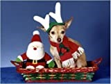 Pet Star Christmas Cards - Chihuahua