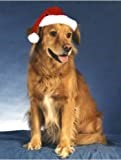 Golden Retriever thumbnail