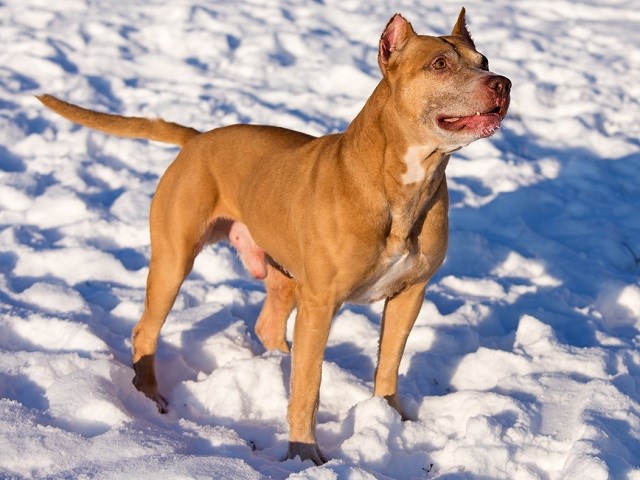 american pitbull puppies near me