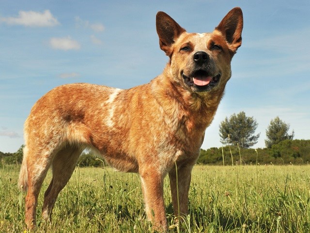 Australian Cattle Dog Puppies And Dogs For Sale Near You
