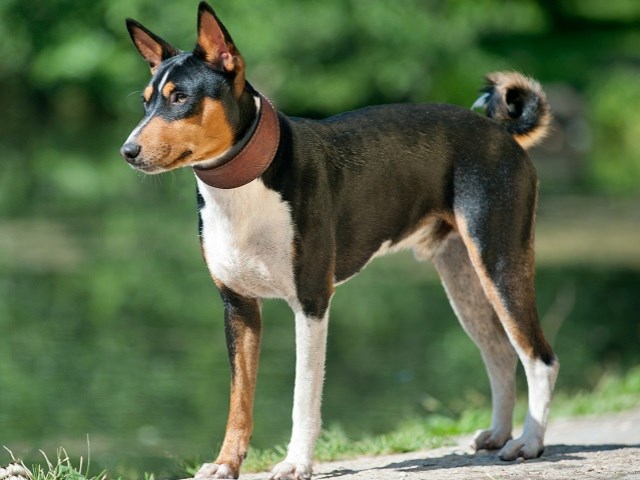 Basenji Puppies and Dogs for Sale in North Carolina