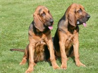 Bloodhound thumbnail