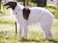 Borzoi thumbnail