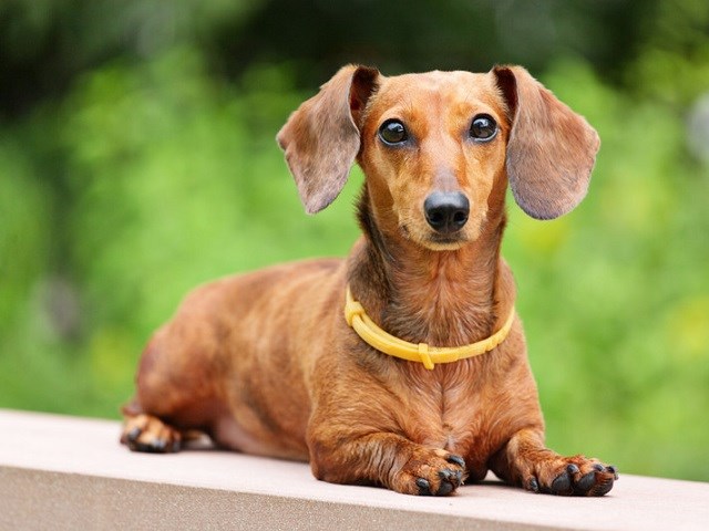 dachshund to buy near me