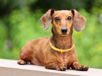 Dachshund thumbnail