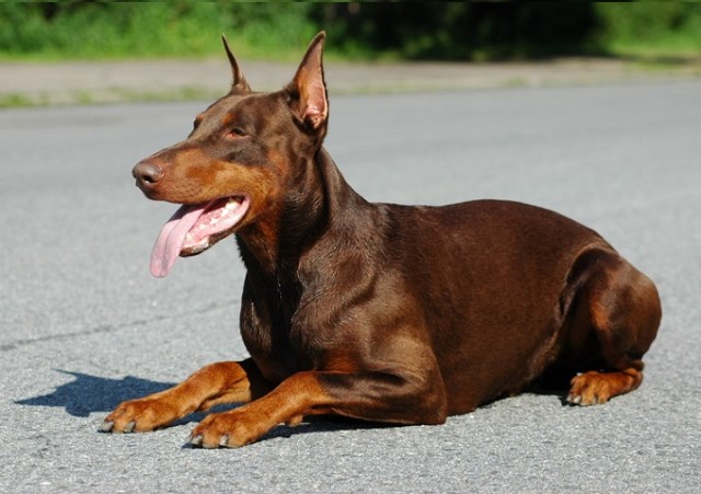 chocolate doberman puppies