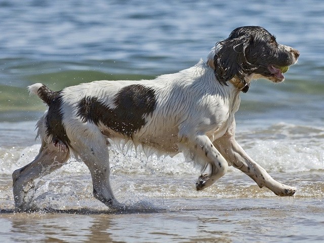 english springer spaniel dogs for sale
