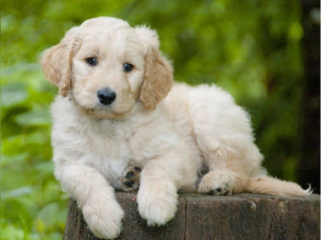 golden doodles adoption