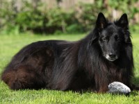 Groenendael thumbnail