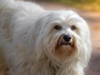 Havanese thumbnail