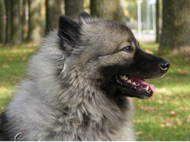 Keeshond thumbnail