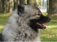 Keeshond thumbnail
