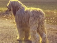 Komondor thumbnail