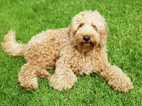 Labradoodle thumbnail