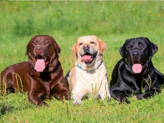 Labrador Retriever Puppies and Dogs for 