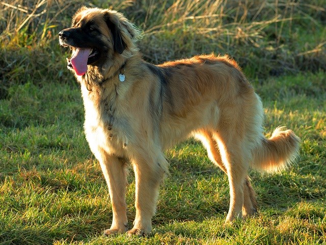 Leonberger thumbnail