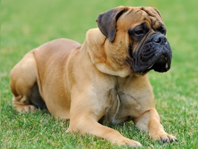 mastiff breeders near me