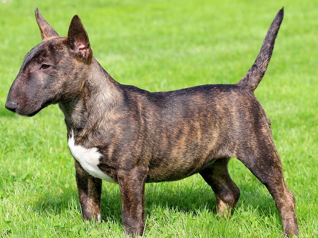 american bull terrier puppies for sale