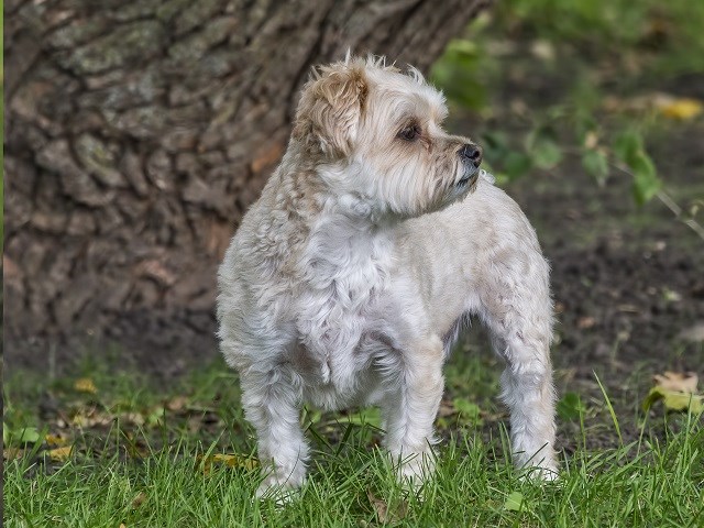 are sporting lucas terrier hypoallergenic