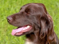 Munsterlander thumbnail