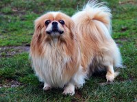 Pekingese thumbnail