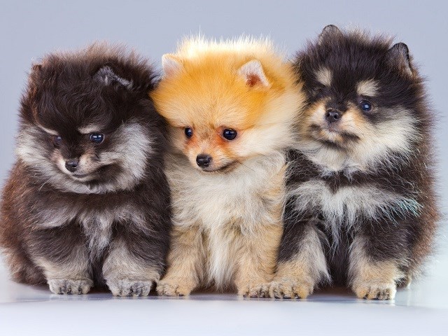 pomeranian teddy bear dog for sale